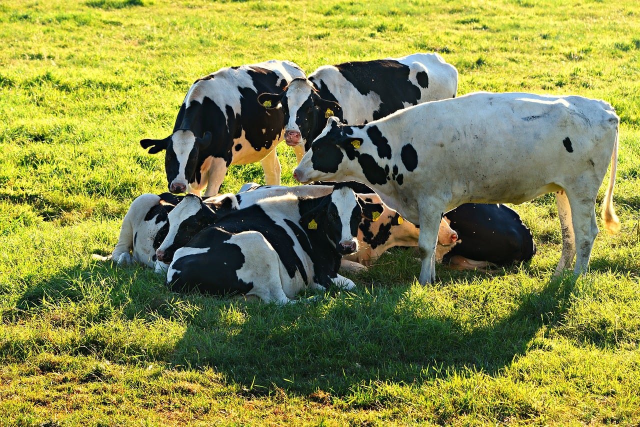cow-3584908_1280 cow-3584908_1280
